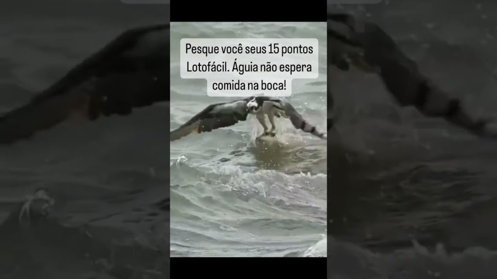 Águia conquista seus 15 pontos na Lotofácil | você é águia ou galinha?